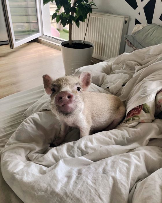 מיני פיג ג'וזפה