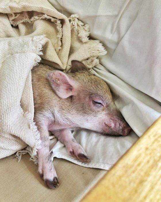 מיני פיג ג'וזפה