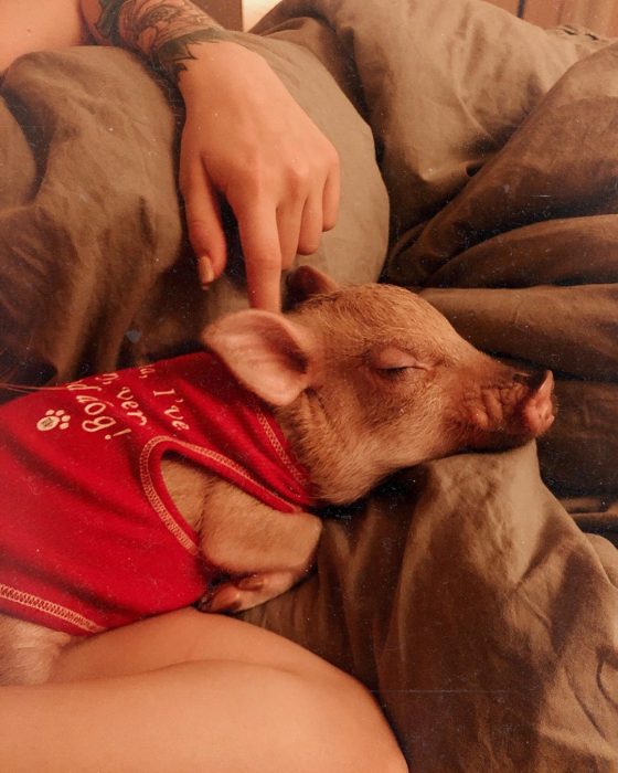 מיני פיג ג'וזפה