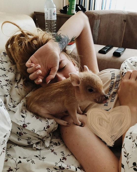 מיני פיג ג'וזפה