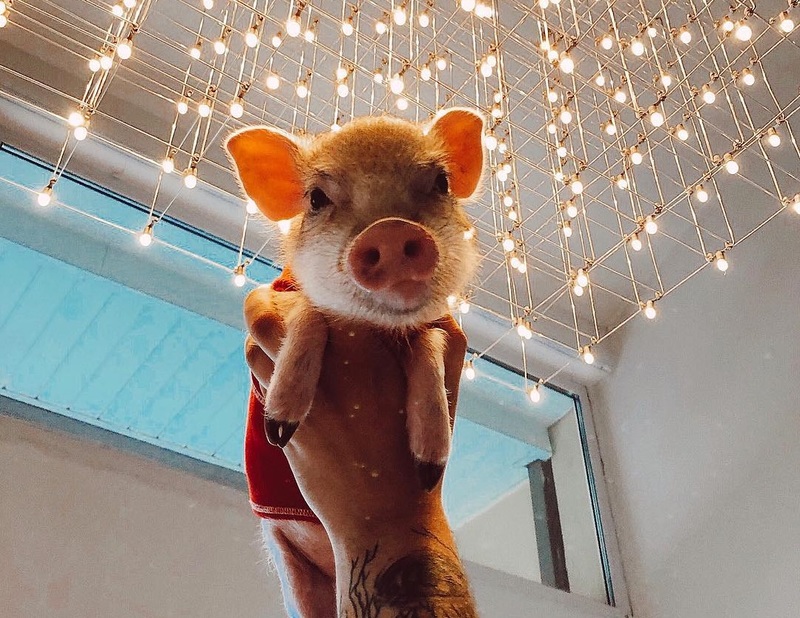 החזיר הכי חמוד ביקטרינבורג