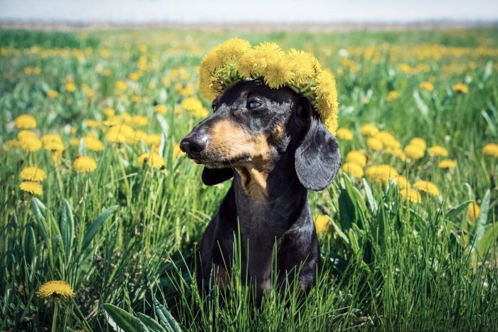 תחש דין בין שן הארי