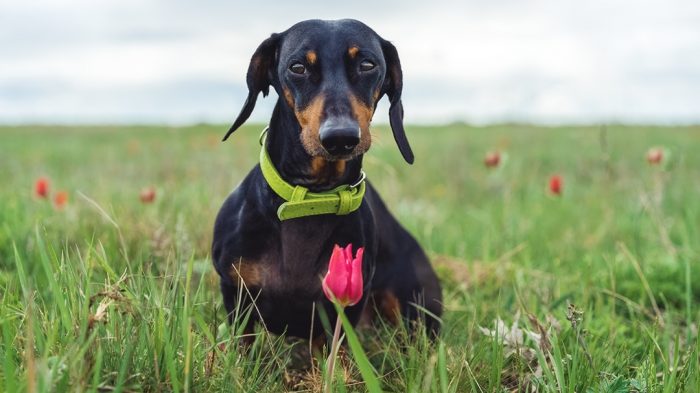 דקסהונד דין בשדה
