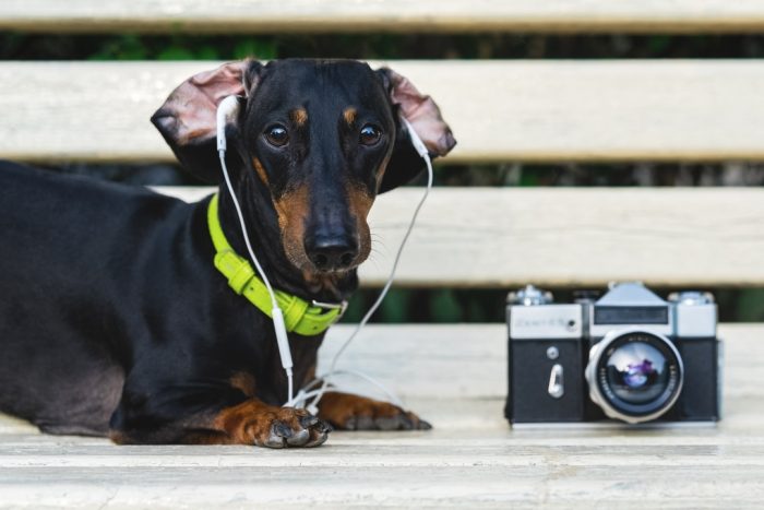 תחש דין באוזניות
