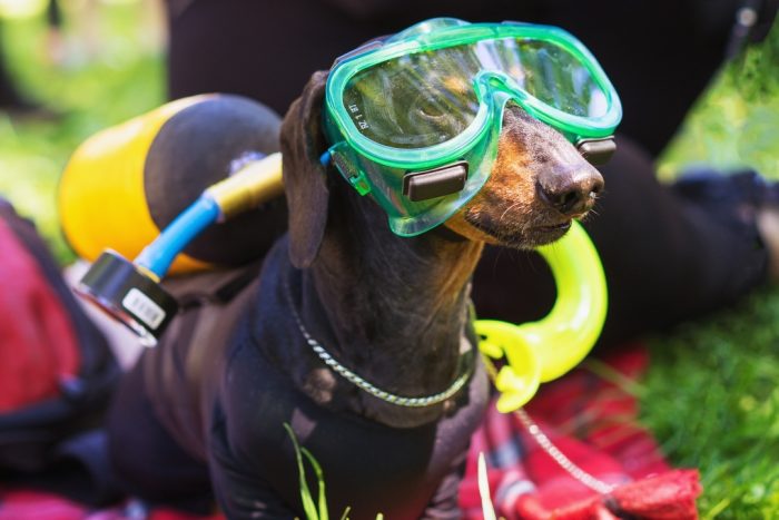 צלילה עם דקסהונד דין