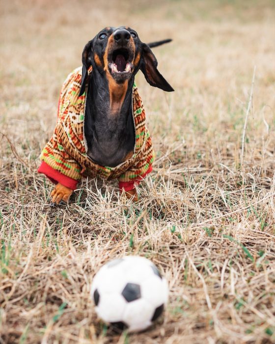 דקסהונד דין על הדשא