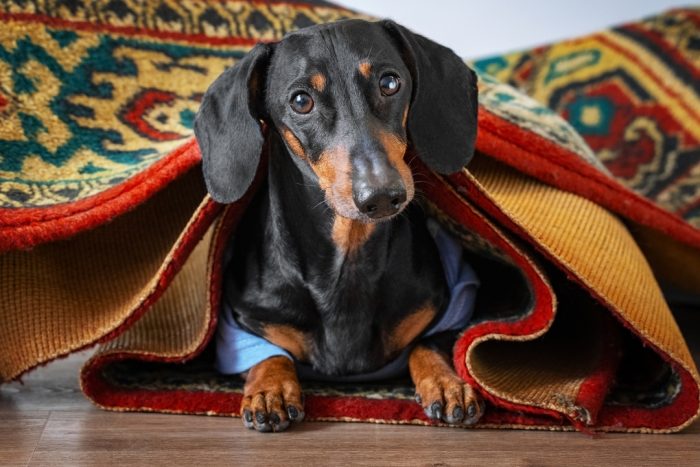דקסהונד דין מתחת לשטיח