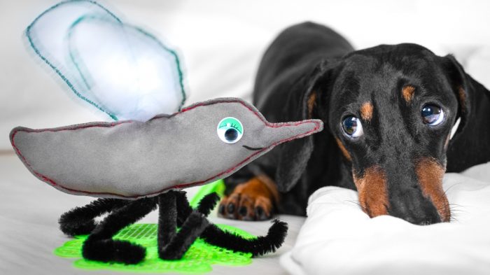 דקסהונד דין עם צעצוע