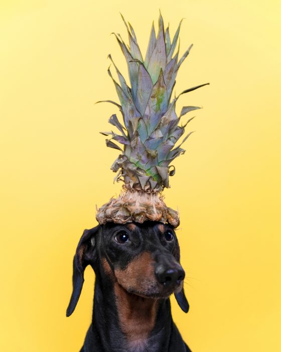 תחש דין בכובע אננס