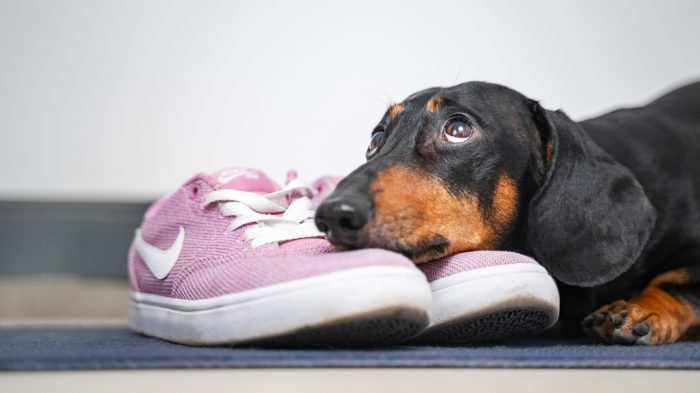 דקסהונד דין ונעלי ספורט