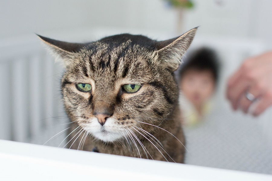 איזה סחטן: איך חתולים שולטים בנו