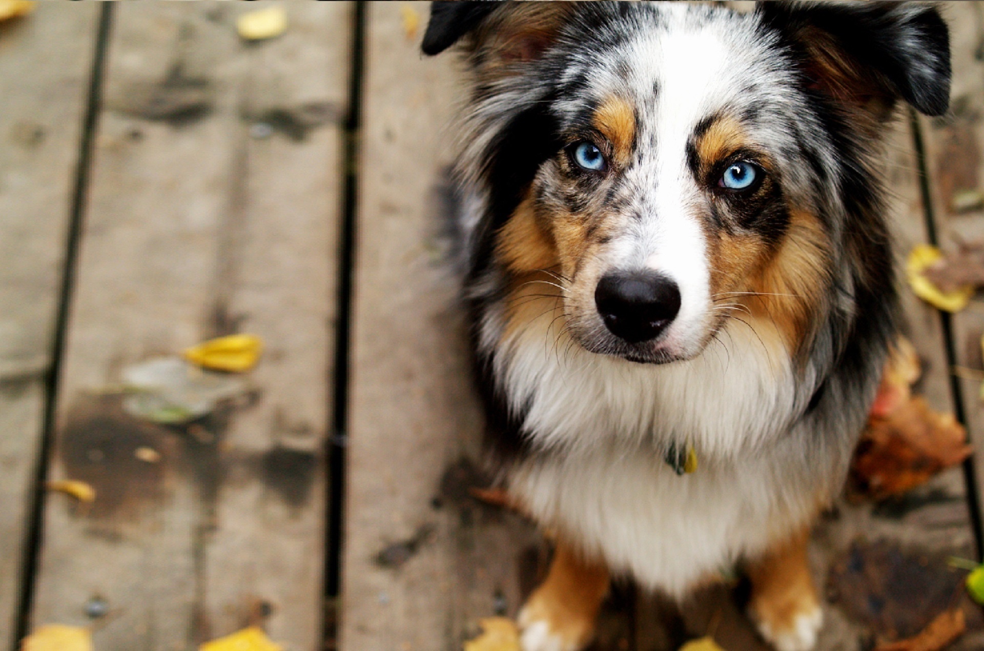 איזה צבע כלבים מביא מזל טוב?