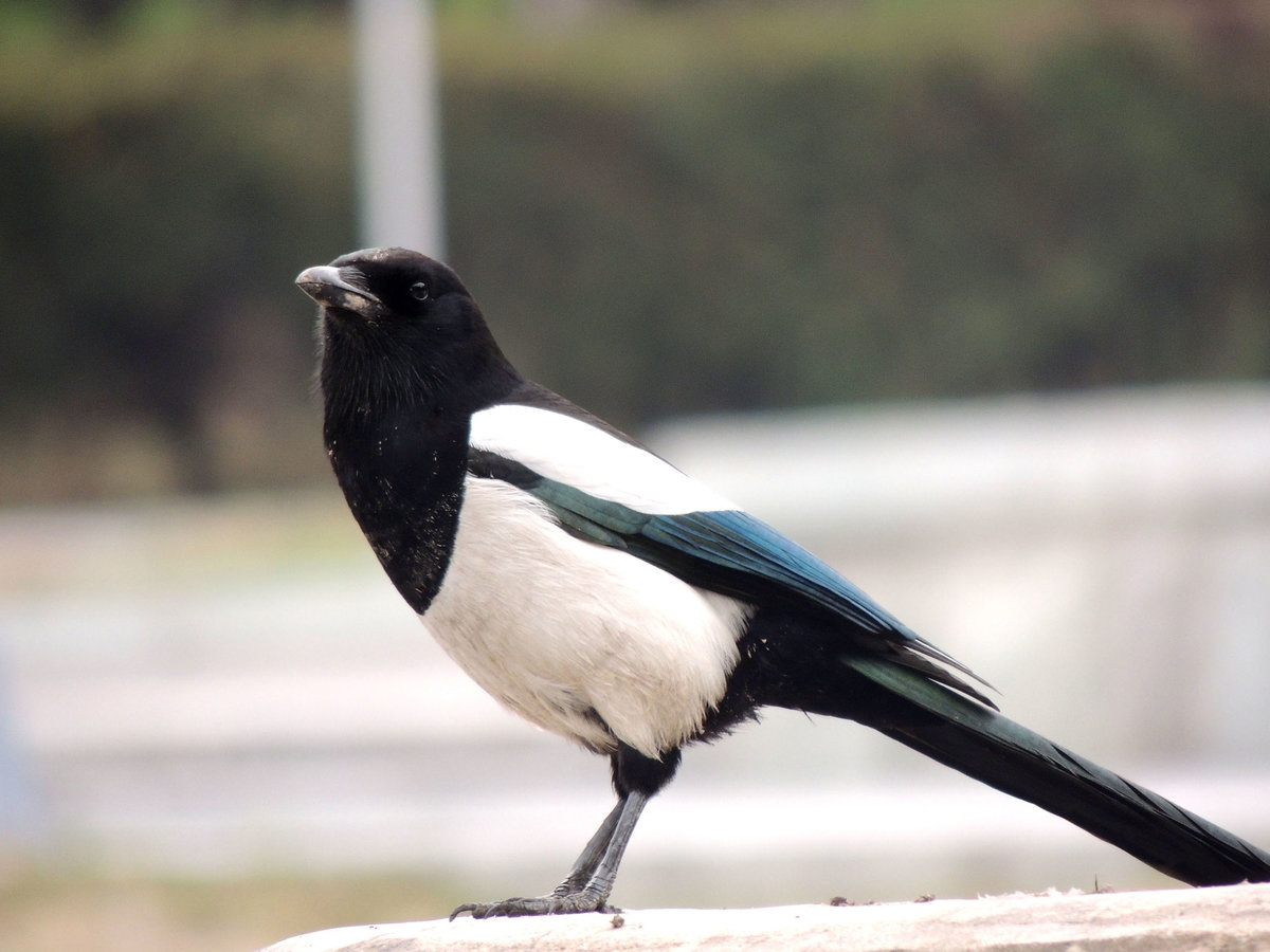 עקצוץ לבן-צדדי: מה אומרים הסימנים על הציפור הזו?