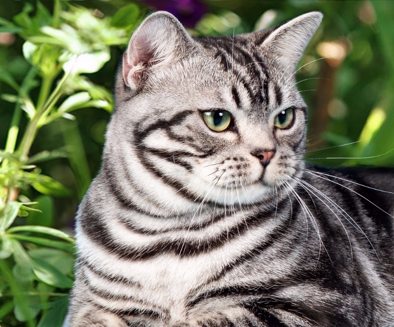 צבע חתול בר: איזה חתול לבחור אם אתם רוצים נמר לחיות מחמד