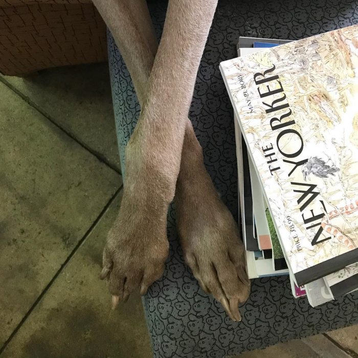 כפות רגליים של ויימרנר