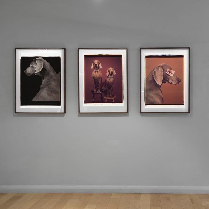 צילומים מאת ויליאם ווגמן