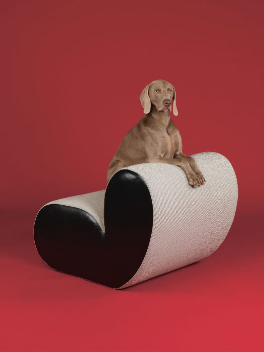 ויימרנר על הספה