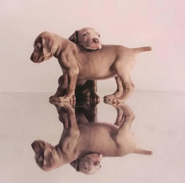 גורי ויימרנר