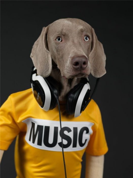 צילום: ווגמן