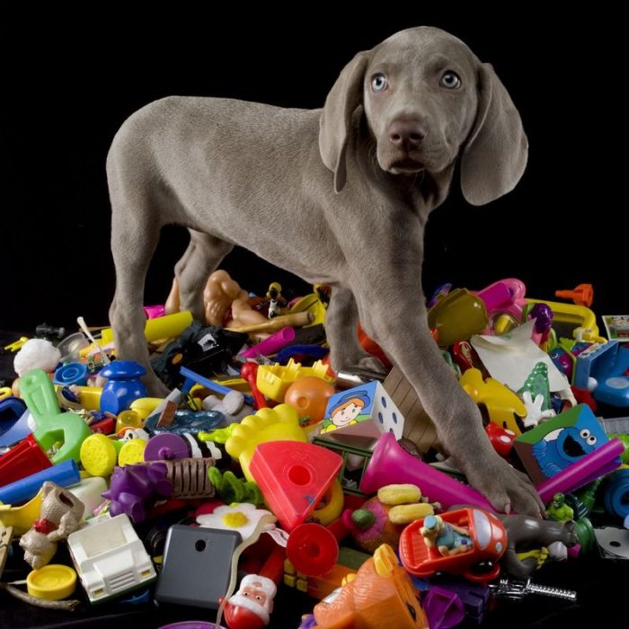 צילום: ווגמן