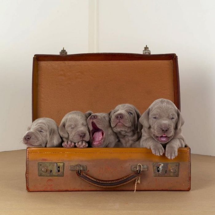 גורי ויימרנר