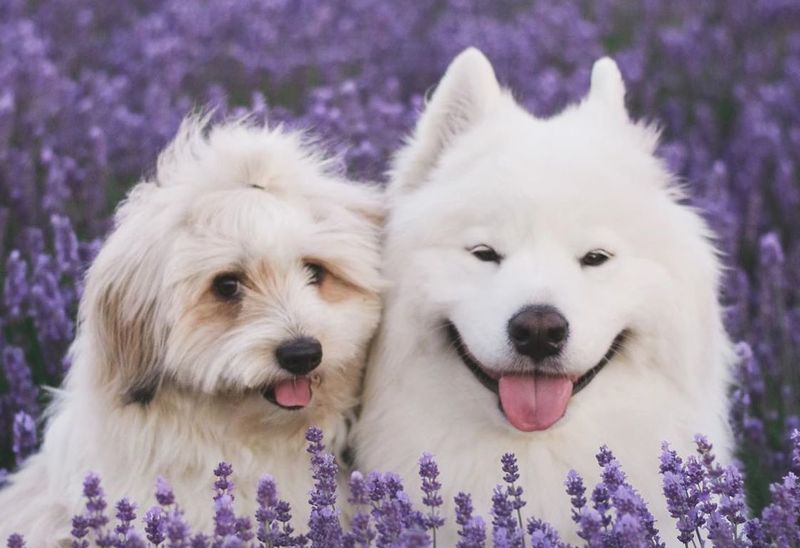 דובי כלבים ומונו