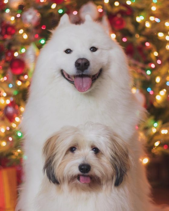 דובי כלבים ומומו