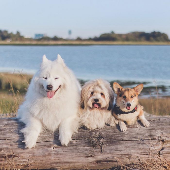 הכלבים לוקי, דובי ומומו