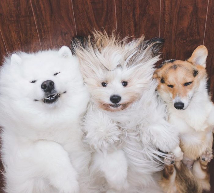 הכלבים לוקי, דובי ומומו