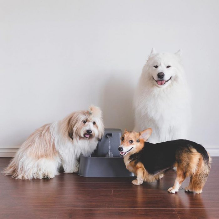 הכלבים לוקי, דובי ומומו