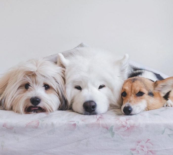 הכלבים לוקי, דובי ומומו