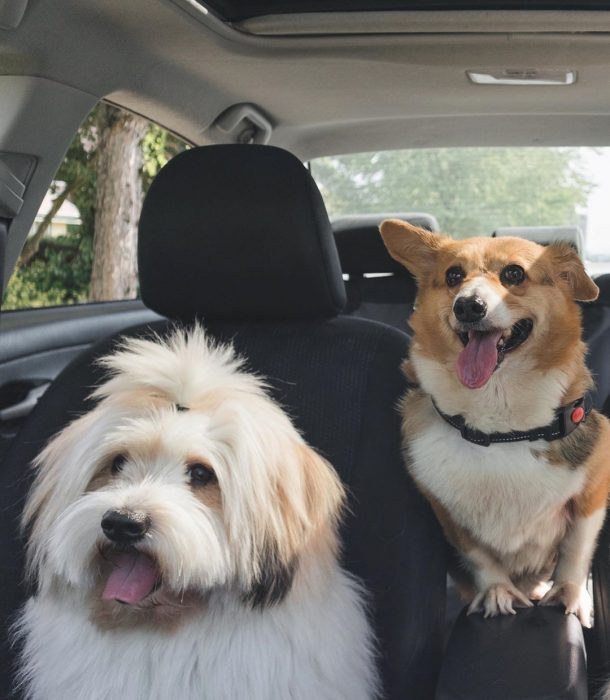 הכלבים לוקי ומומו