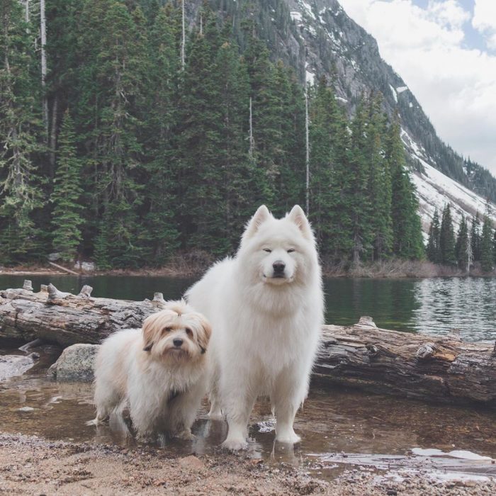 דובי כלבים ומומו