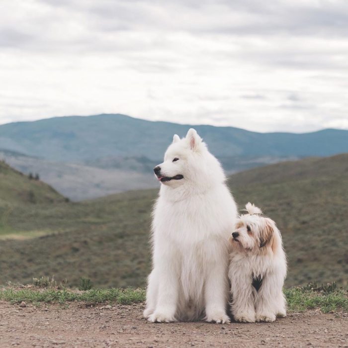 דובי כלבים ומומו