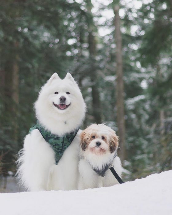 דובי כלבים ומומו