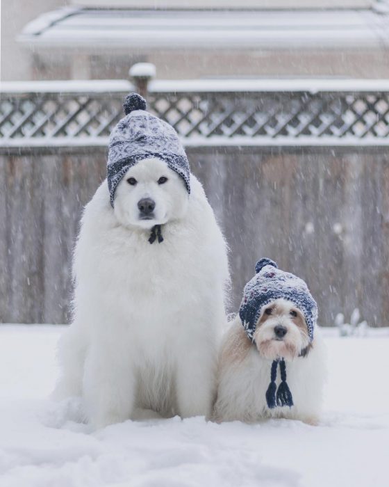 דובי כלבים ומומו