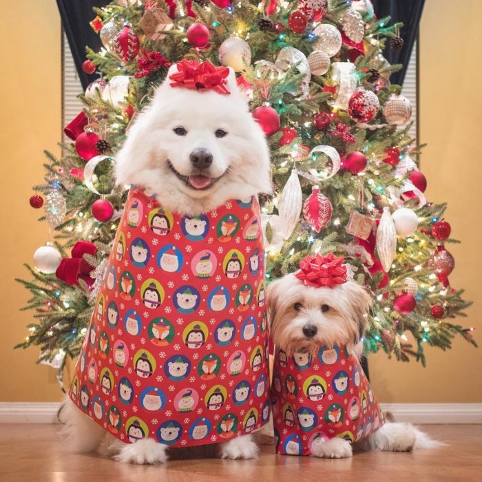 דובי כלבים ומומו