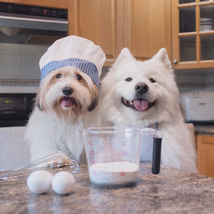 דובי כלבים ומומו