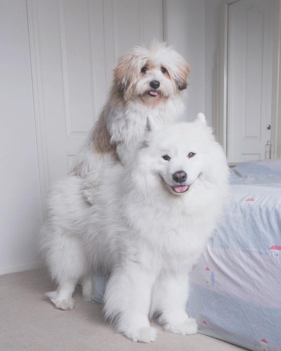 דובי כלבים ומומו