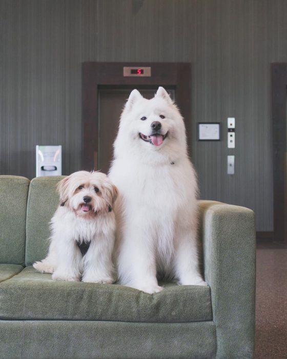 דובי כלבים ומומו