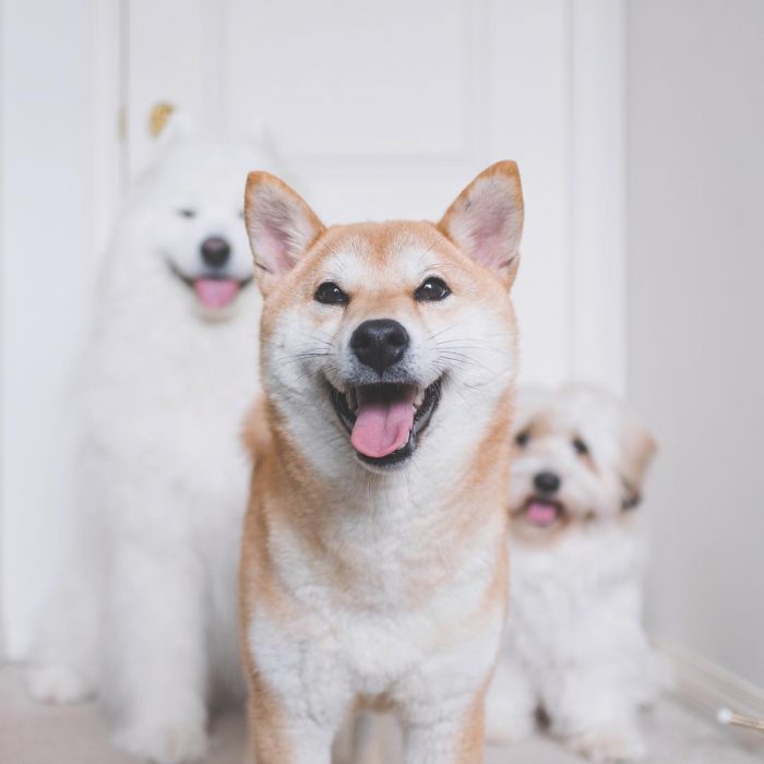 כלבים דובי, מומו וזטה