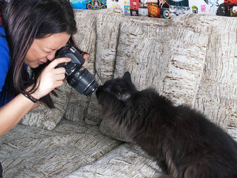 תמונה של חתול