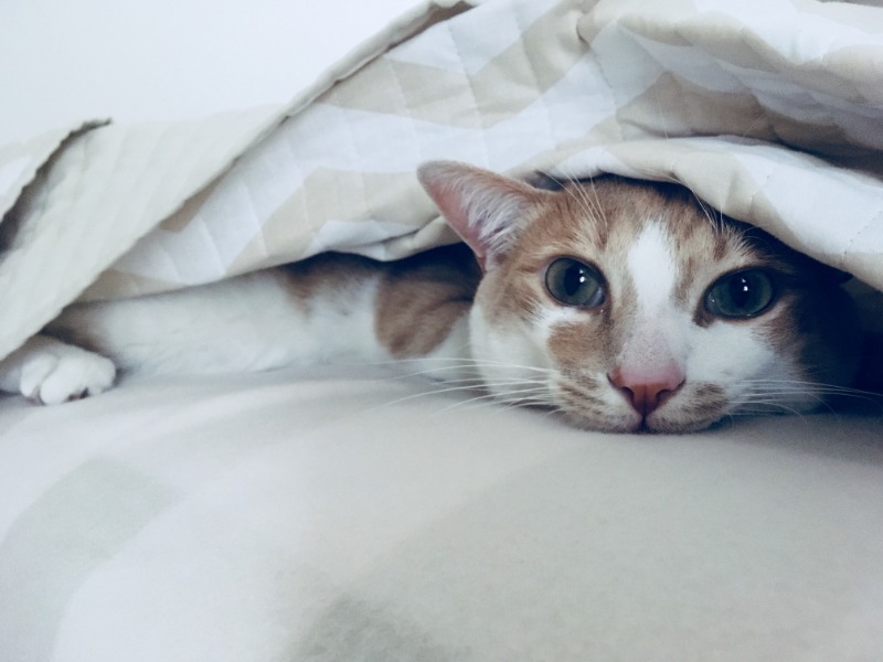 חתול במיטה
