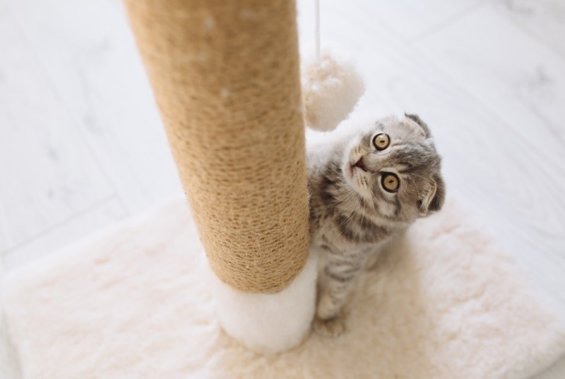 4 טיפים כיצד לאלף את החתול שלך להשתמש בעמוד גירוד ולשמור על הרהיטים שלך שלמים