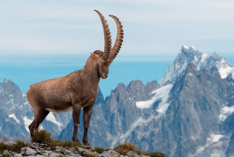 4 מזלות שבהם חיה אמיתית ישנה