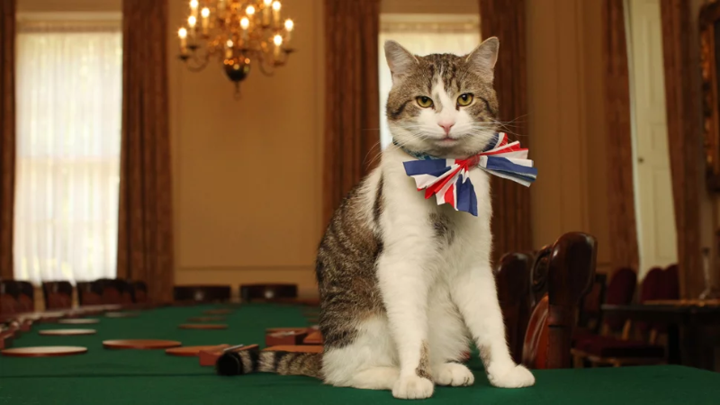 חיות מחמד שיכולות לעשות הכל כי בעליהן הוא הנשיא, או אפילו המלכה