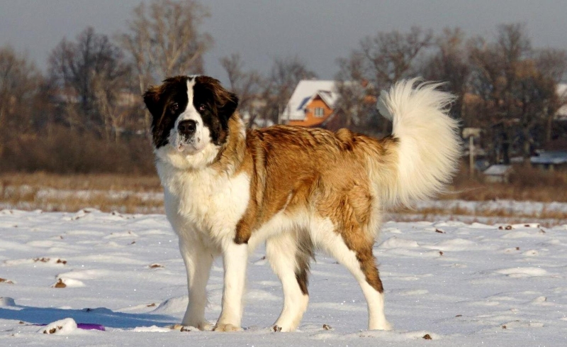 כלב השמירה של מוסקבה