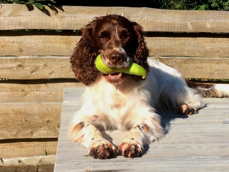 פירות יער לכלבים: מה מותר ומה אסור לתת לחיית המחמד שלכם