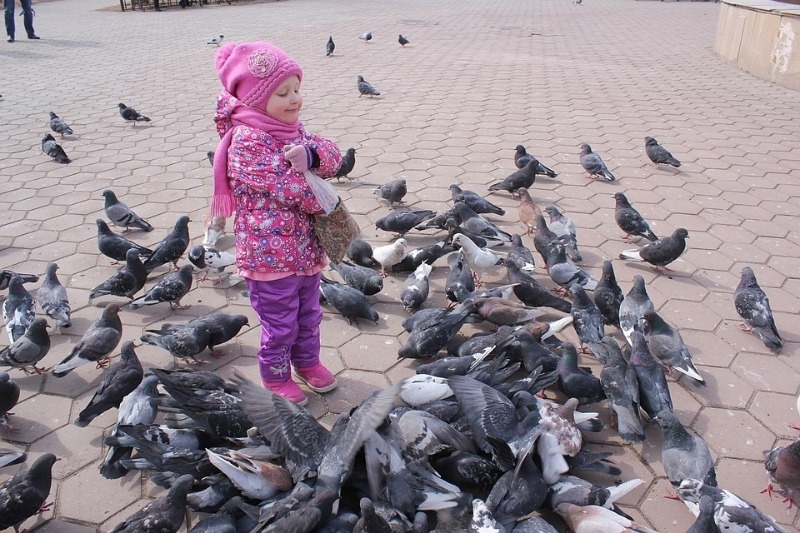 האכלת יונים ברחוב