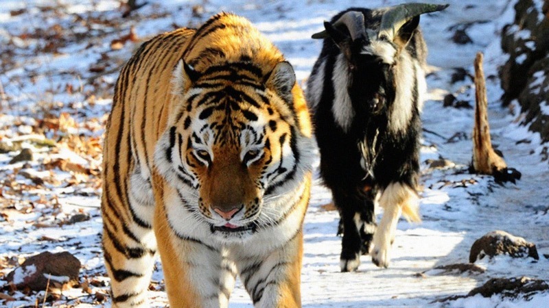 טיגריס אמור וטימור העז